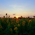 sunflower fields forever ...