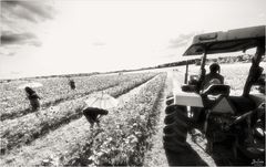 Sunflower Fields in Summer