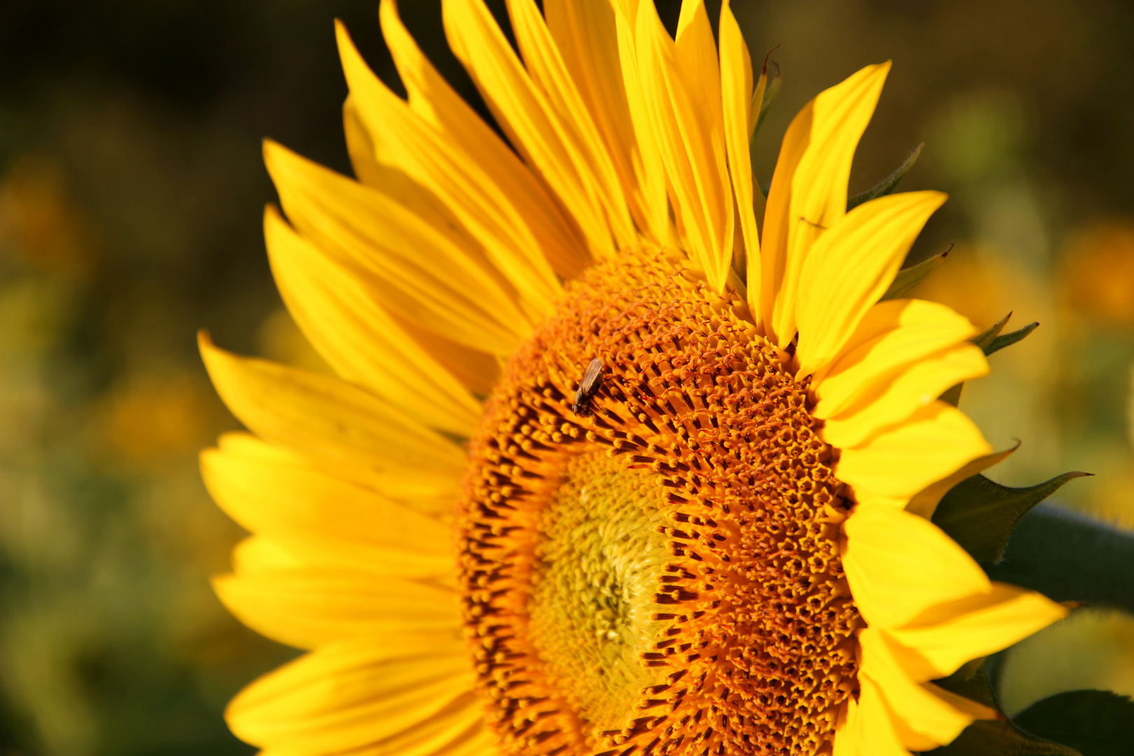 sunflower & Fly