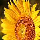 sunflower & Fly