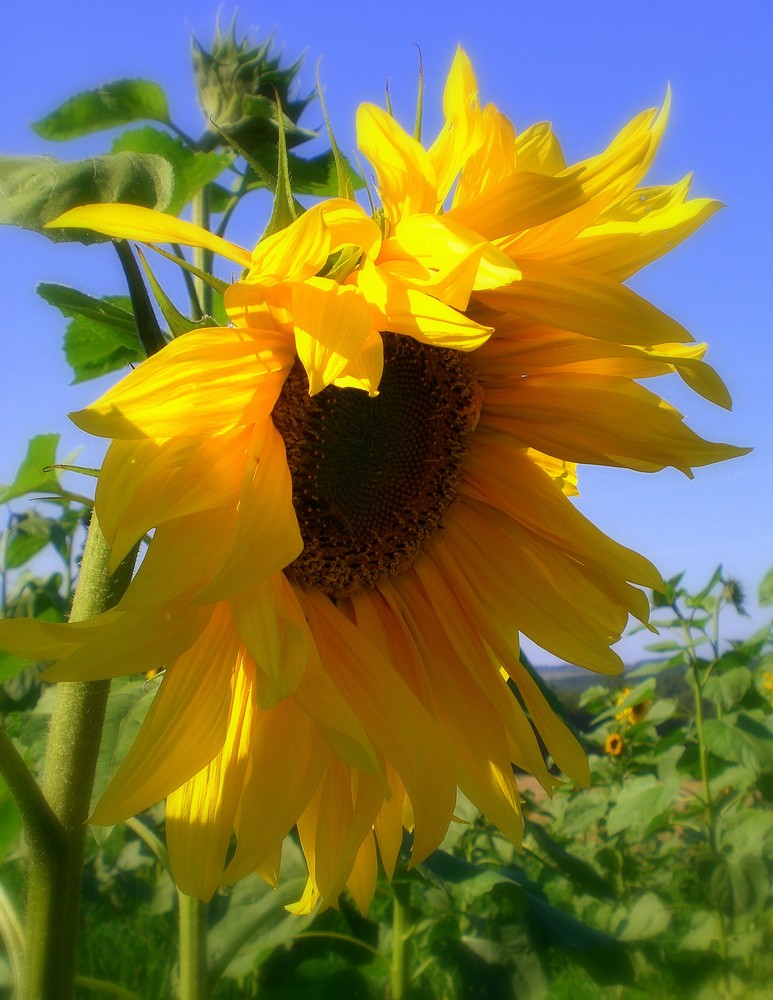 sunflower for the mind...........