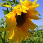 sunflower for the mind...........