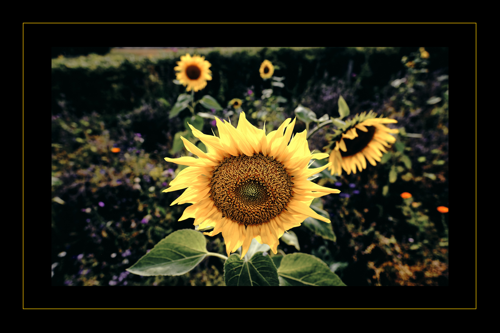 Sunflower & Friends