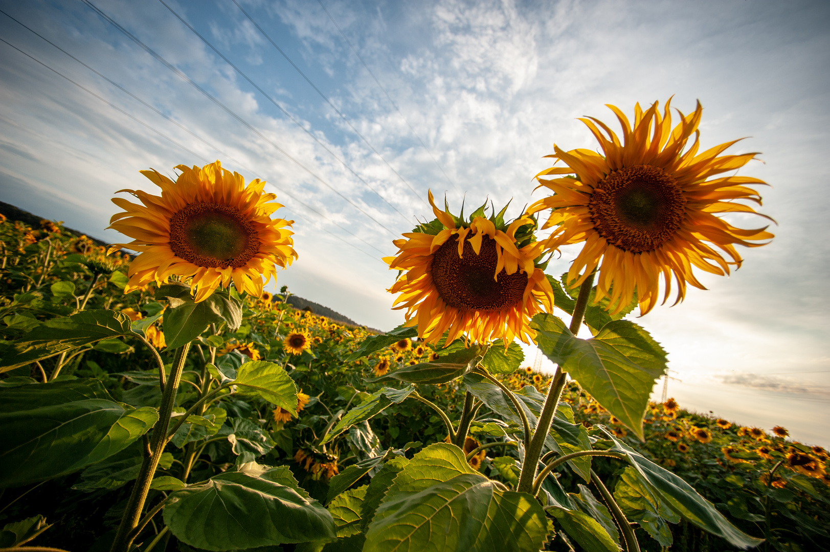 sunflower gang