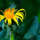 Sunflower - gegen den Sommerblues