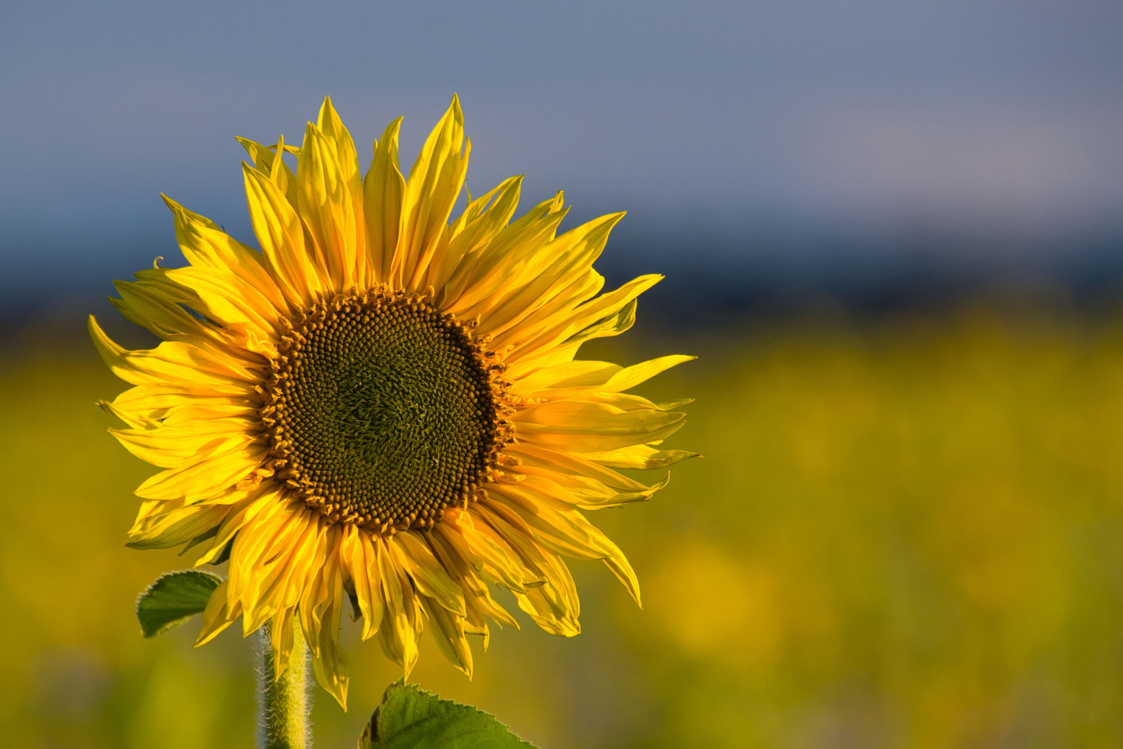 Sunflower - Glen Campbell