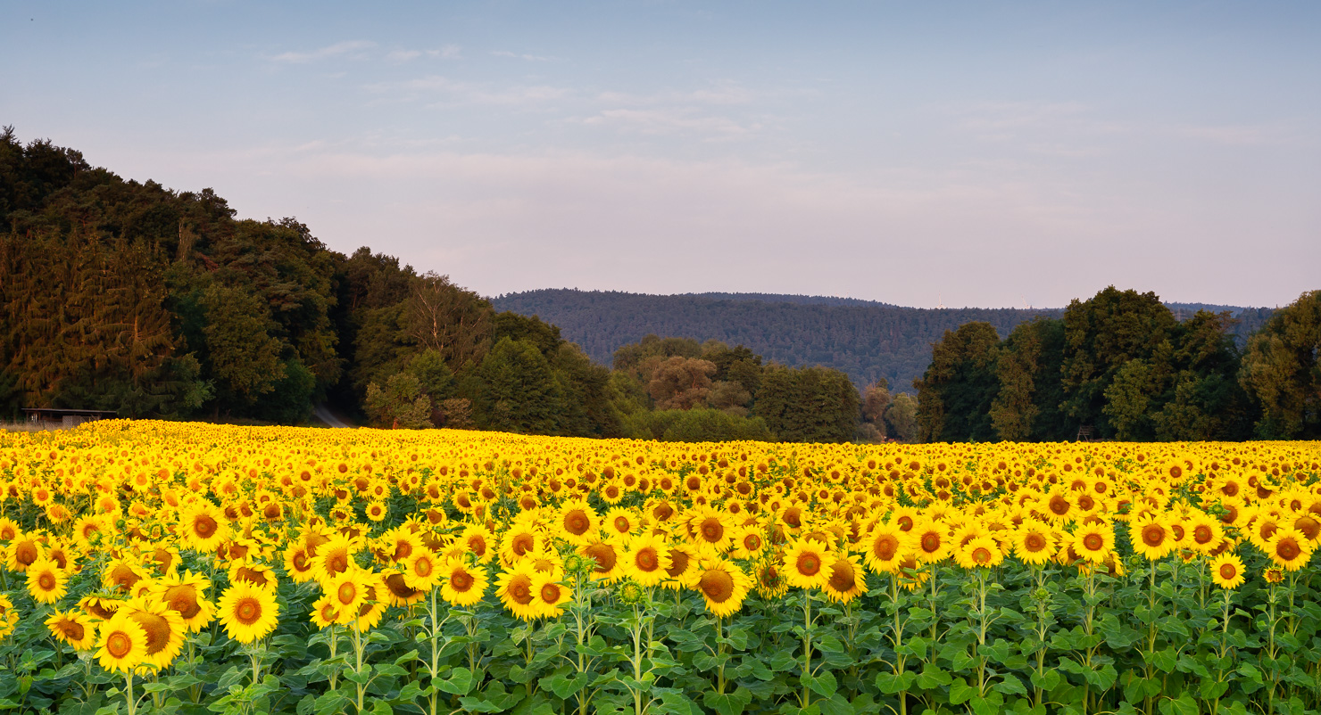 ~~ Sunflower, good morning ~~