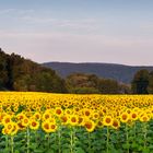 ~~ Sunflower, good morning ~~