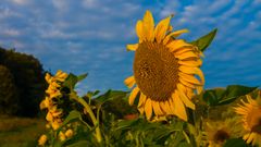 Sunflower, Good Morning