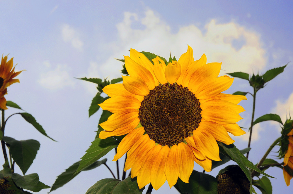 Sunflower, good morning ...