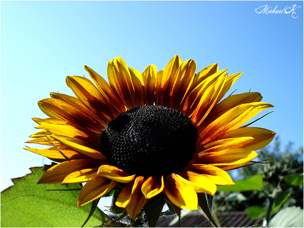 Sunflower grows up to the Sky