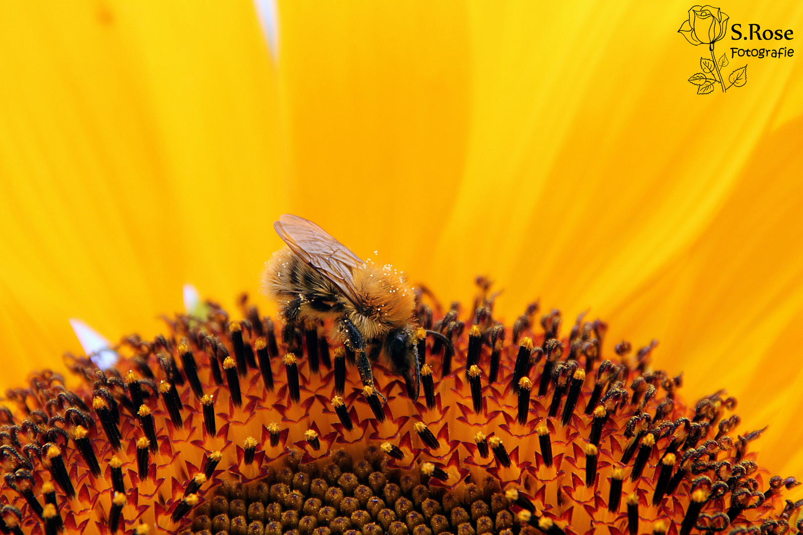 Sunflower Guest