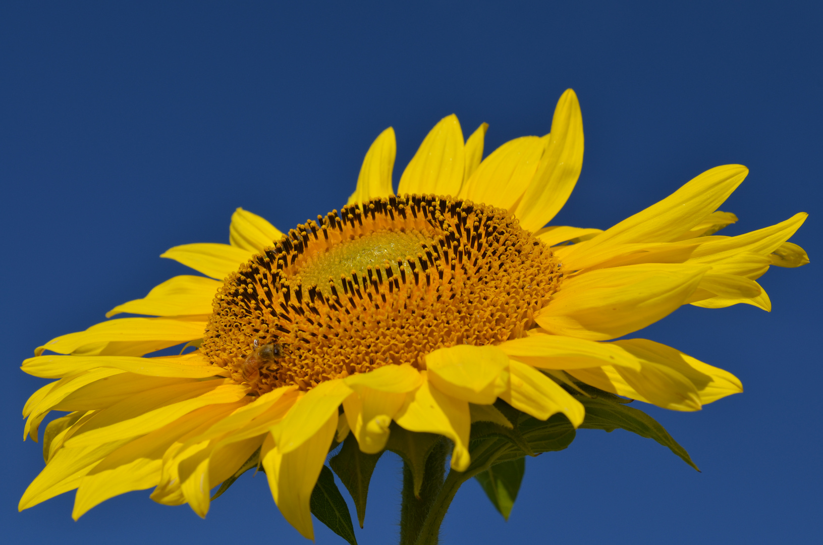 Sunflower Head