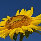 Sunflower Head