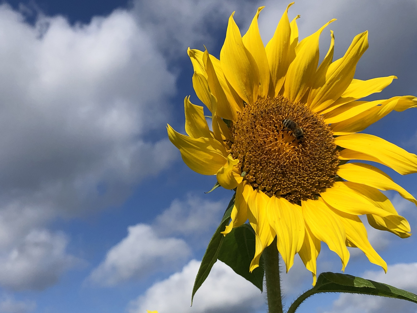 Sunflower Hollenstein