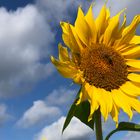 Sunflower Hollenstein