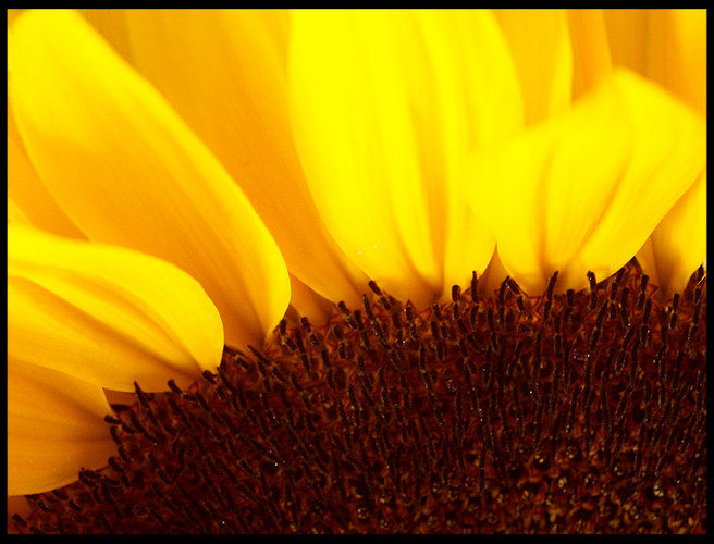 SUNFLOWER I