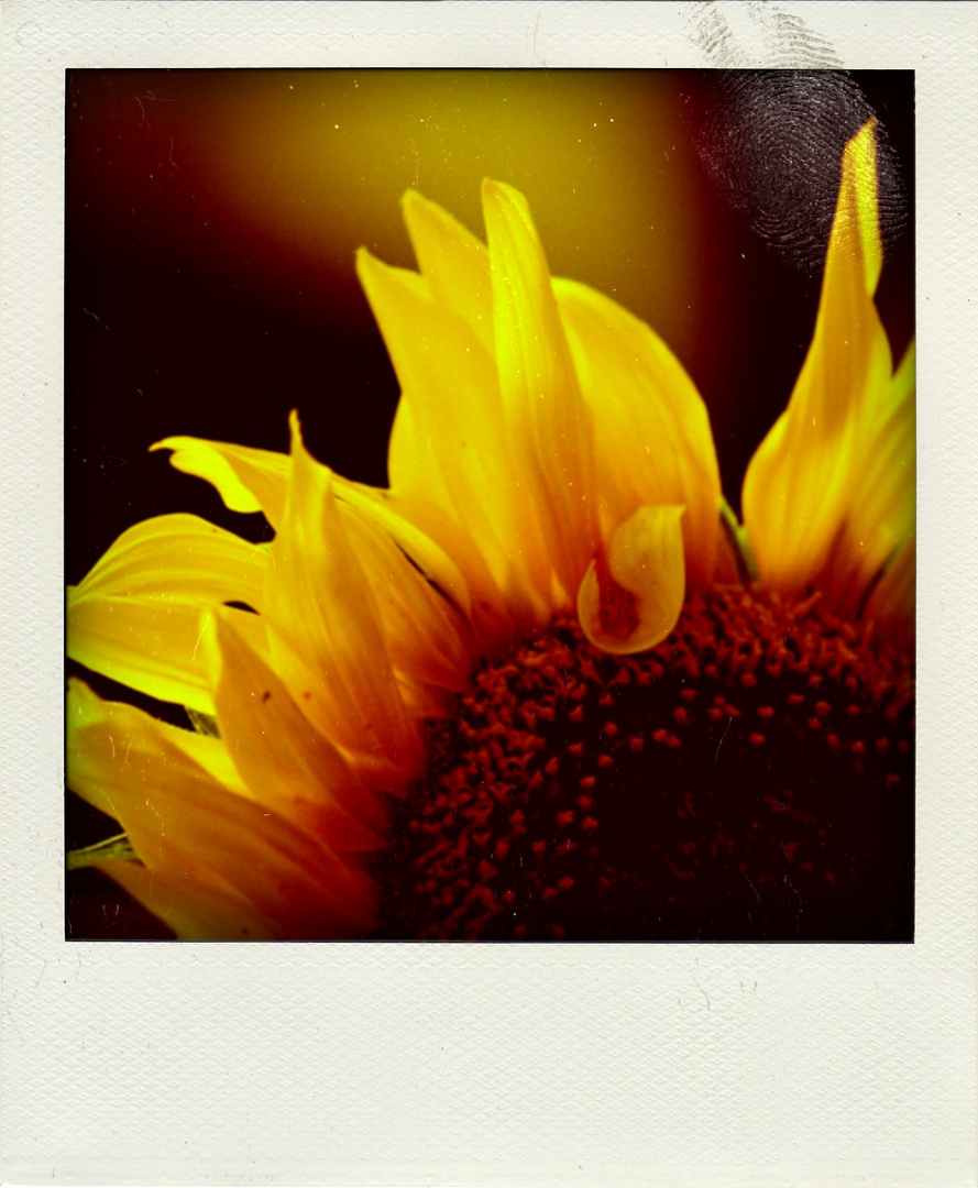 Sunflower I