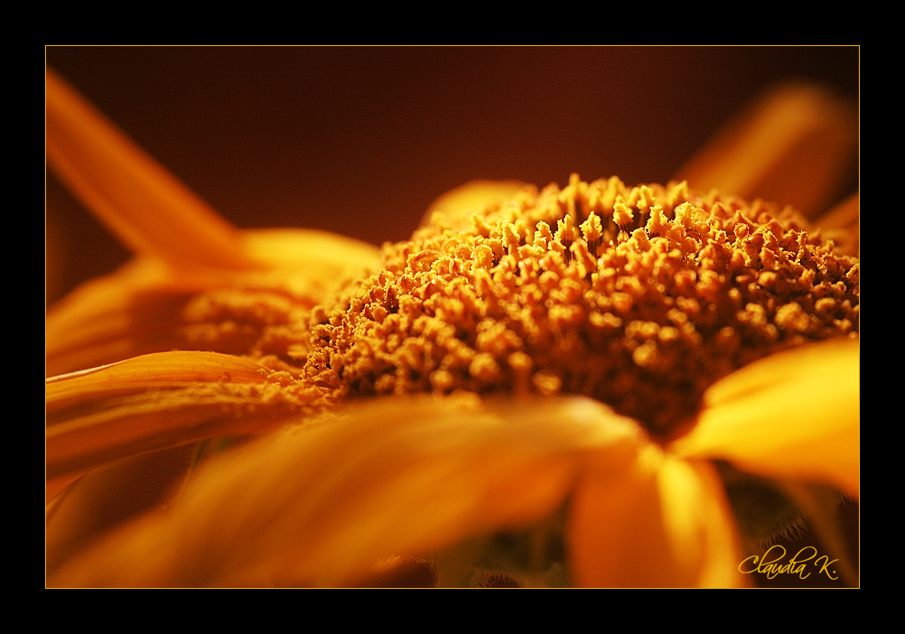 SUNFLOWER I