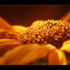 SUNFLOWER I