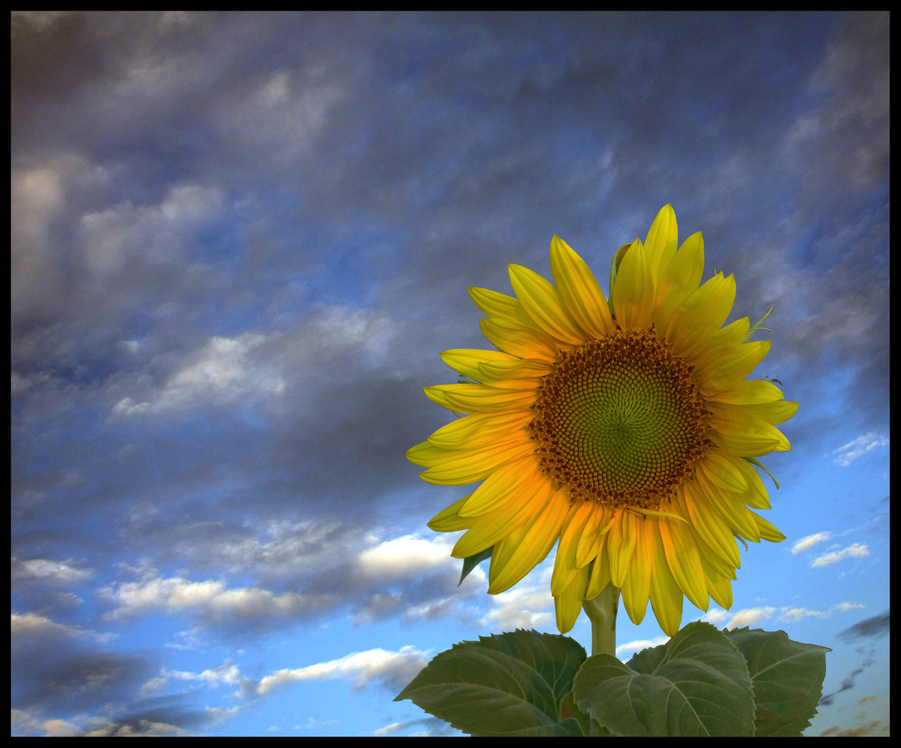 Sunflower II