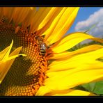 *** sunflower II ***