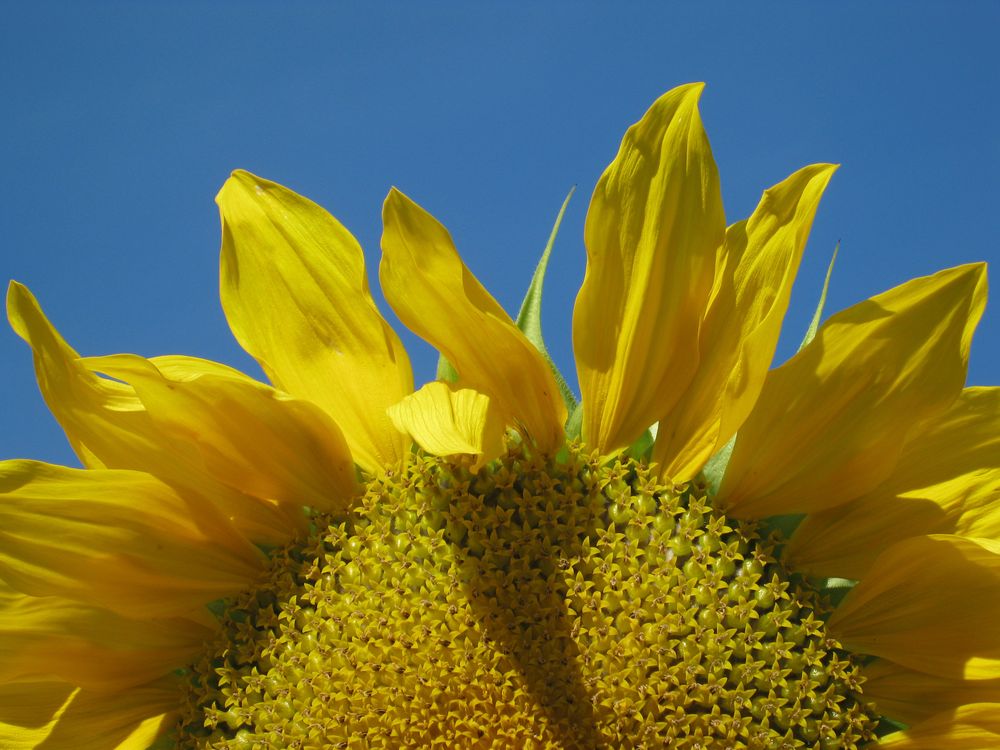 Sunflower II