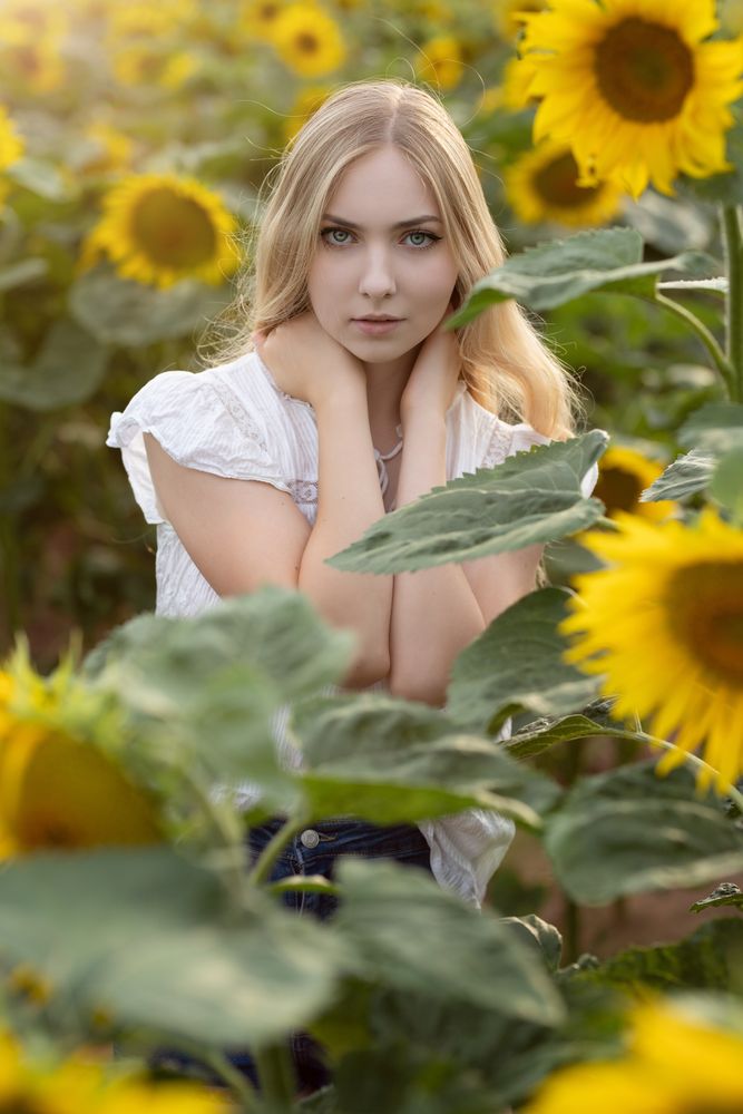 Sunflower II