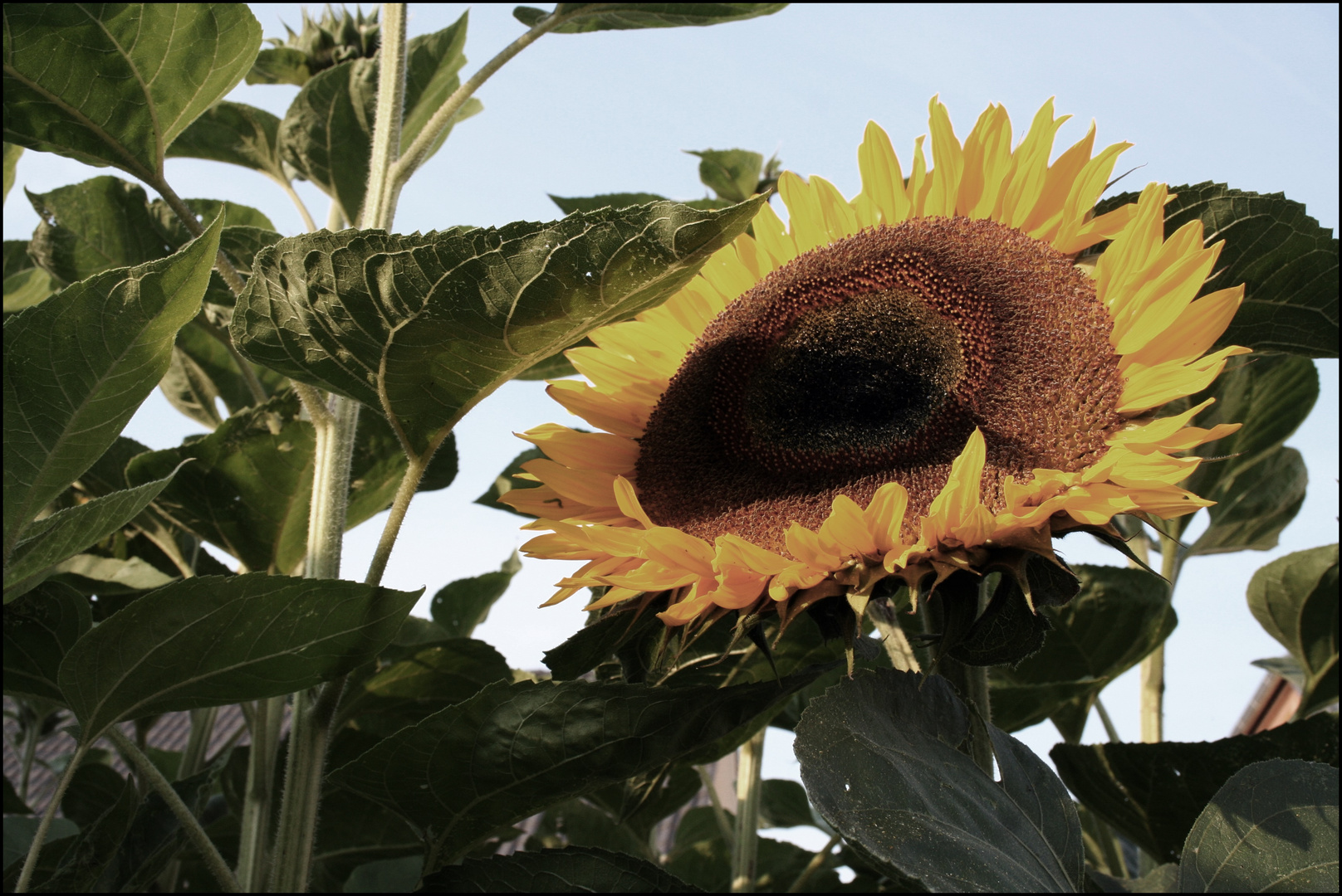 Sunflower II