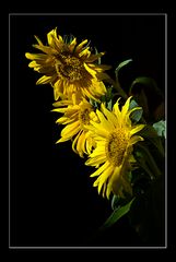 Sunflower III