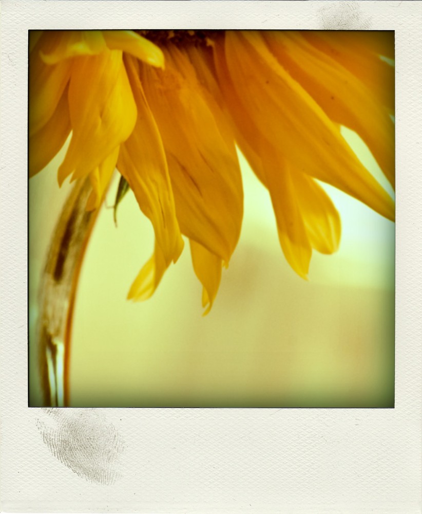 sunflower III