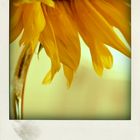 sunflower III