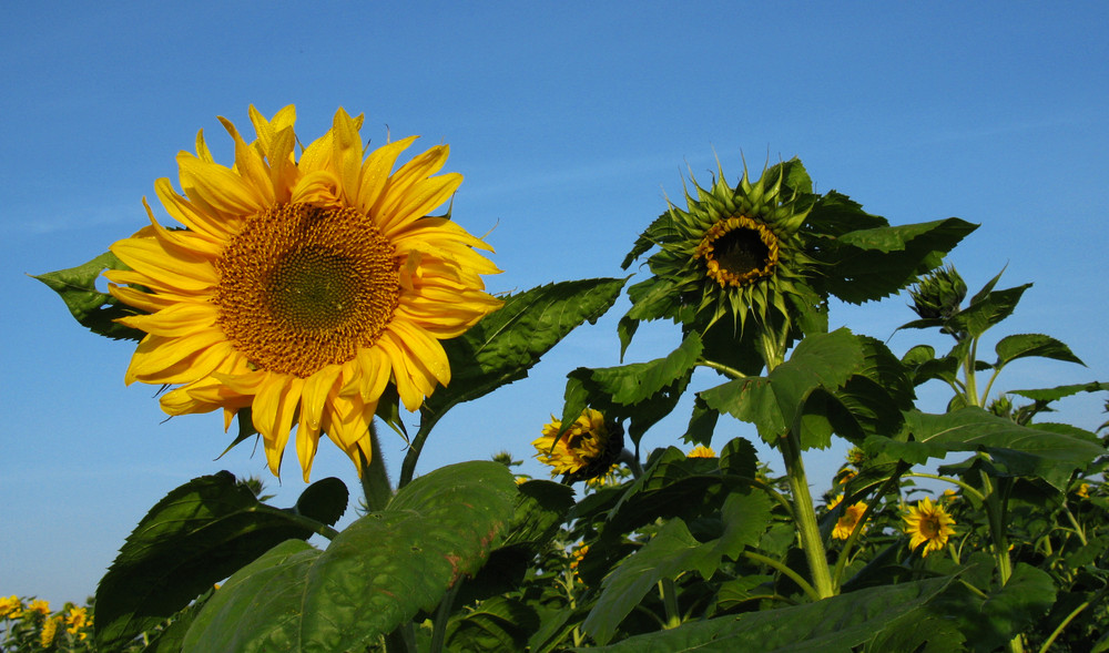 sunflower in a very sunny morning