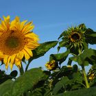 sunflower in a very sunny morning