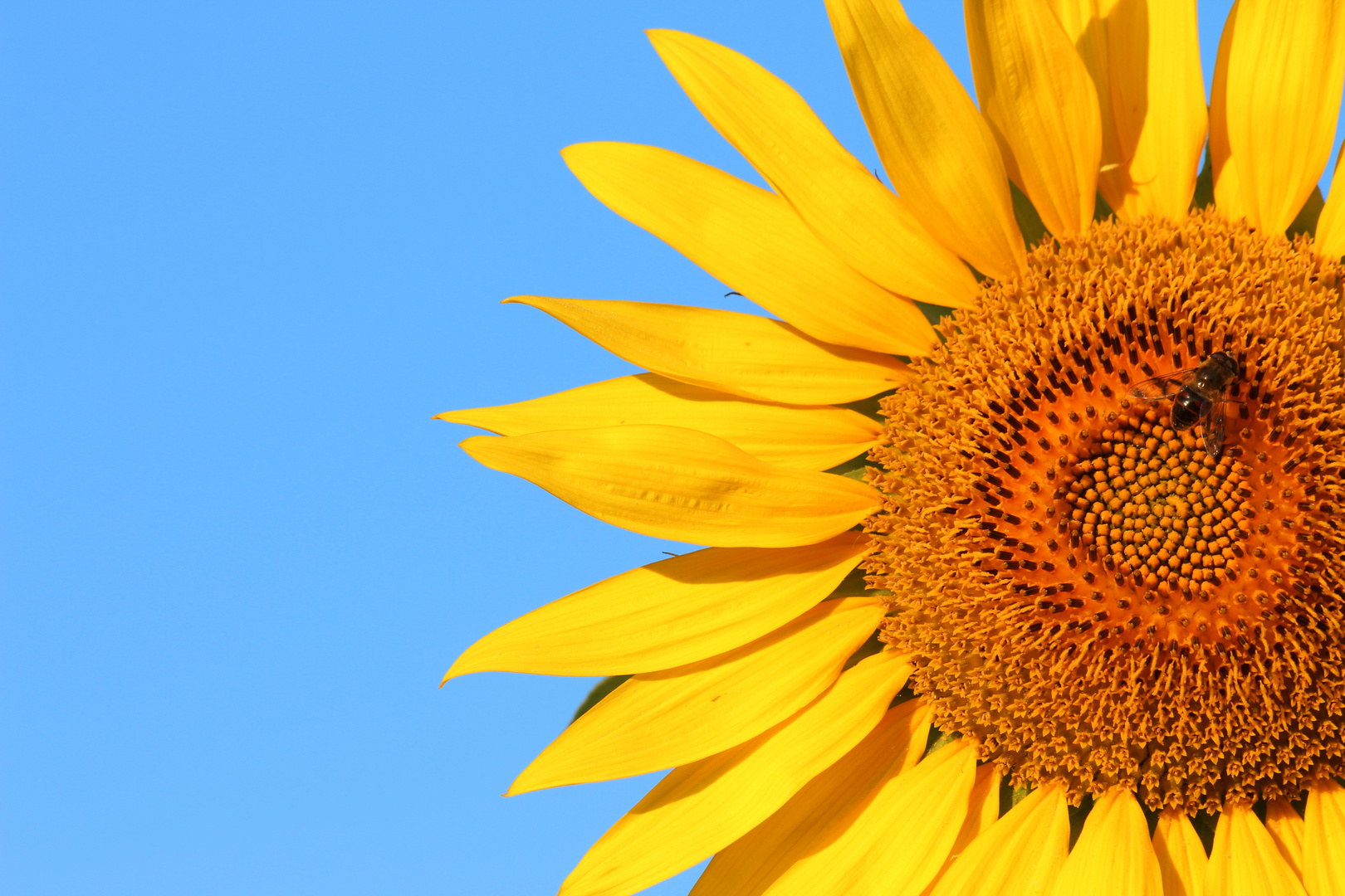 Sunflower in morning light