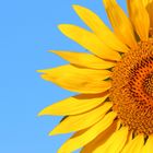 Sunflower in morning light