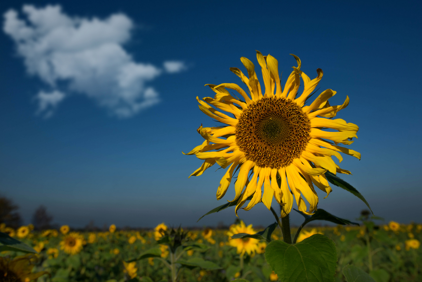 Sunflower in the Autumn