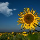 Sunflower in the Autumn