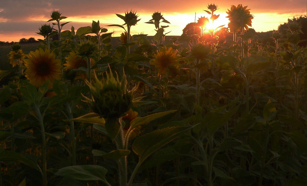 sunflower in the evening