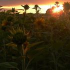 sunflower in the evening