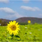 sunflower in the sun of the autumn