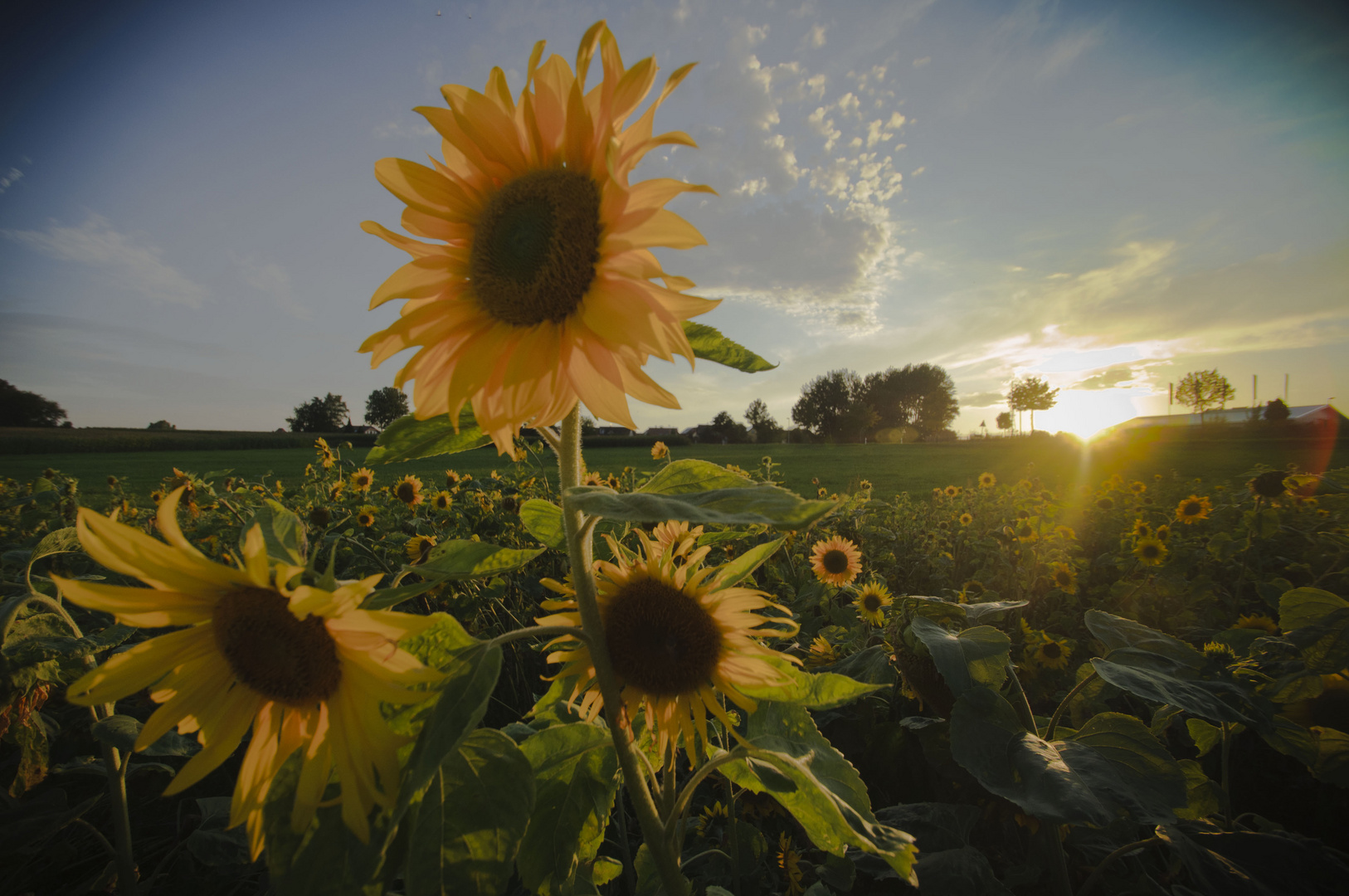 Sunflower in the Sunset