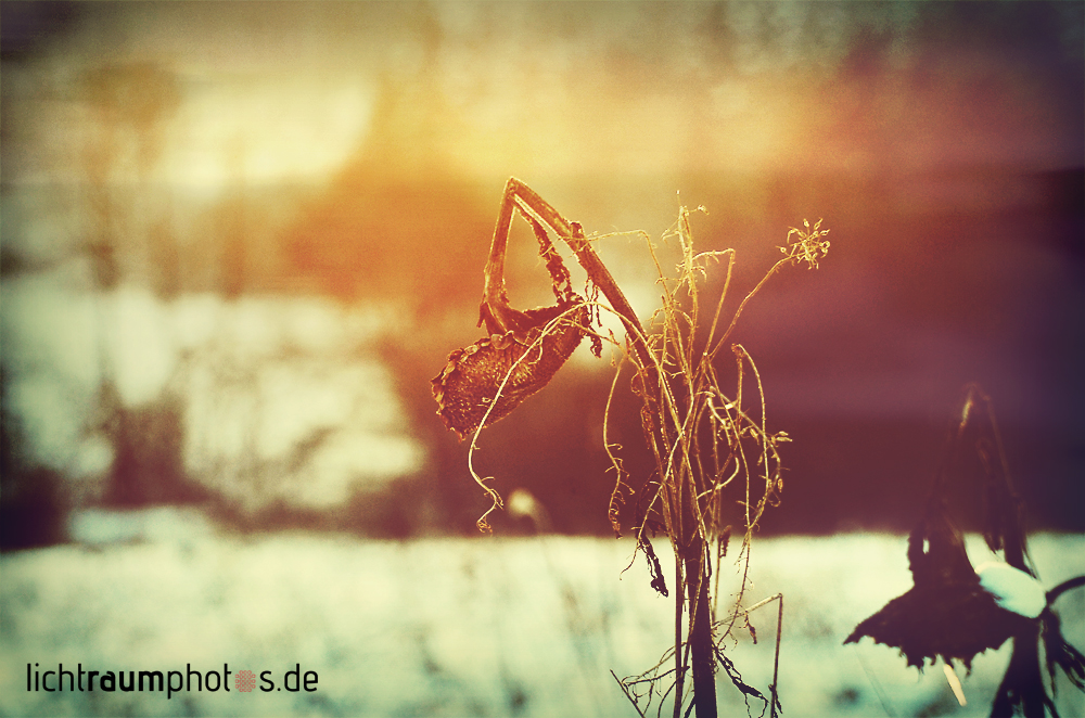 Sunflower in Winter