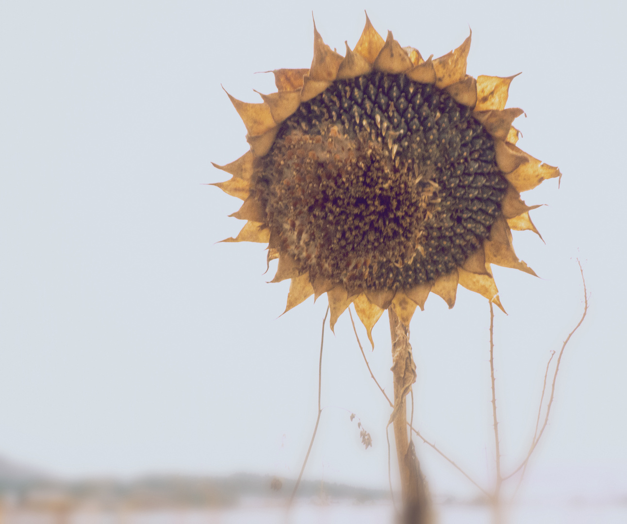 sunflower in winterlight