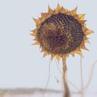 sunflower in winterlight