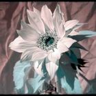 Sunflower (IR)