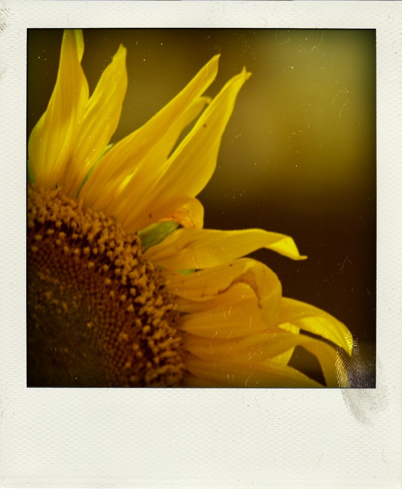 sunflower IV