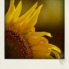 sunflower IV