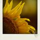 sunflower IV