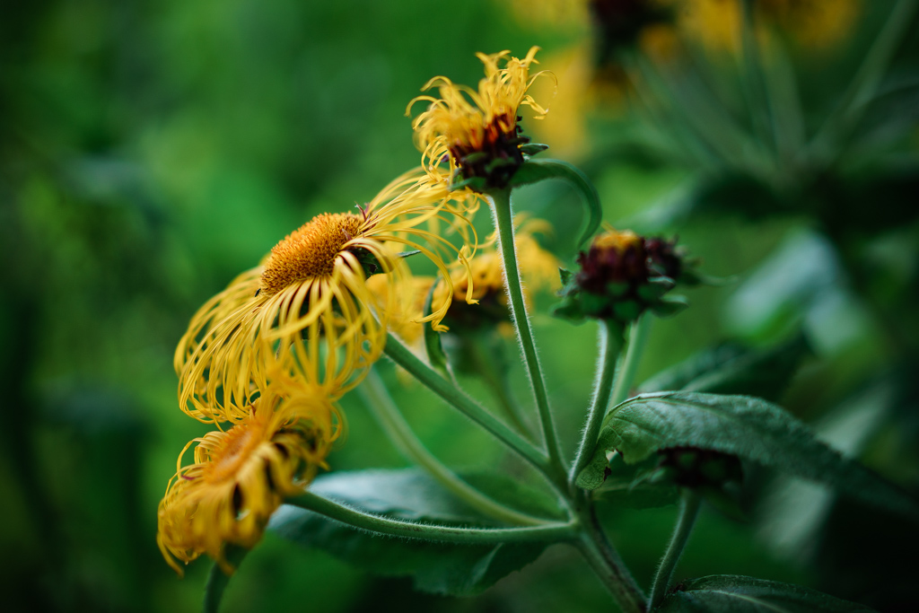 ... sunflower lens test I ...